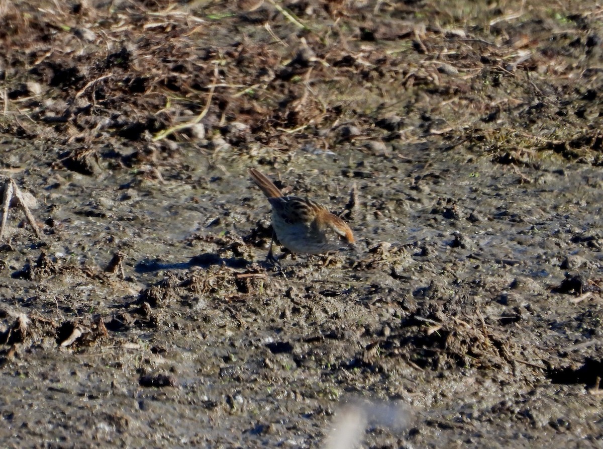 Little Grassbird - ML620769478