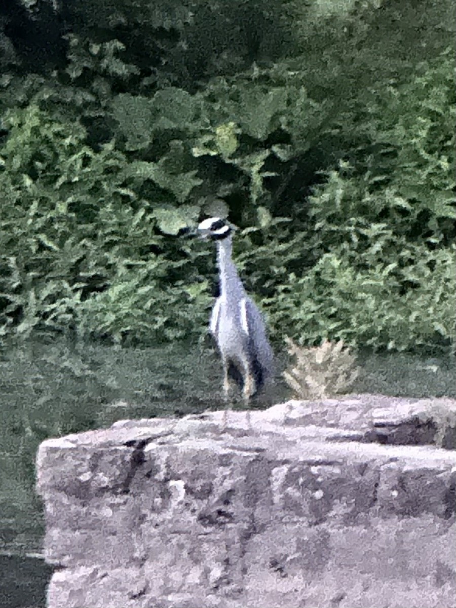 Yellow-crowned Night Heron - ML620769483