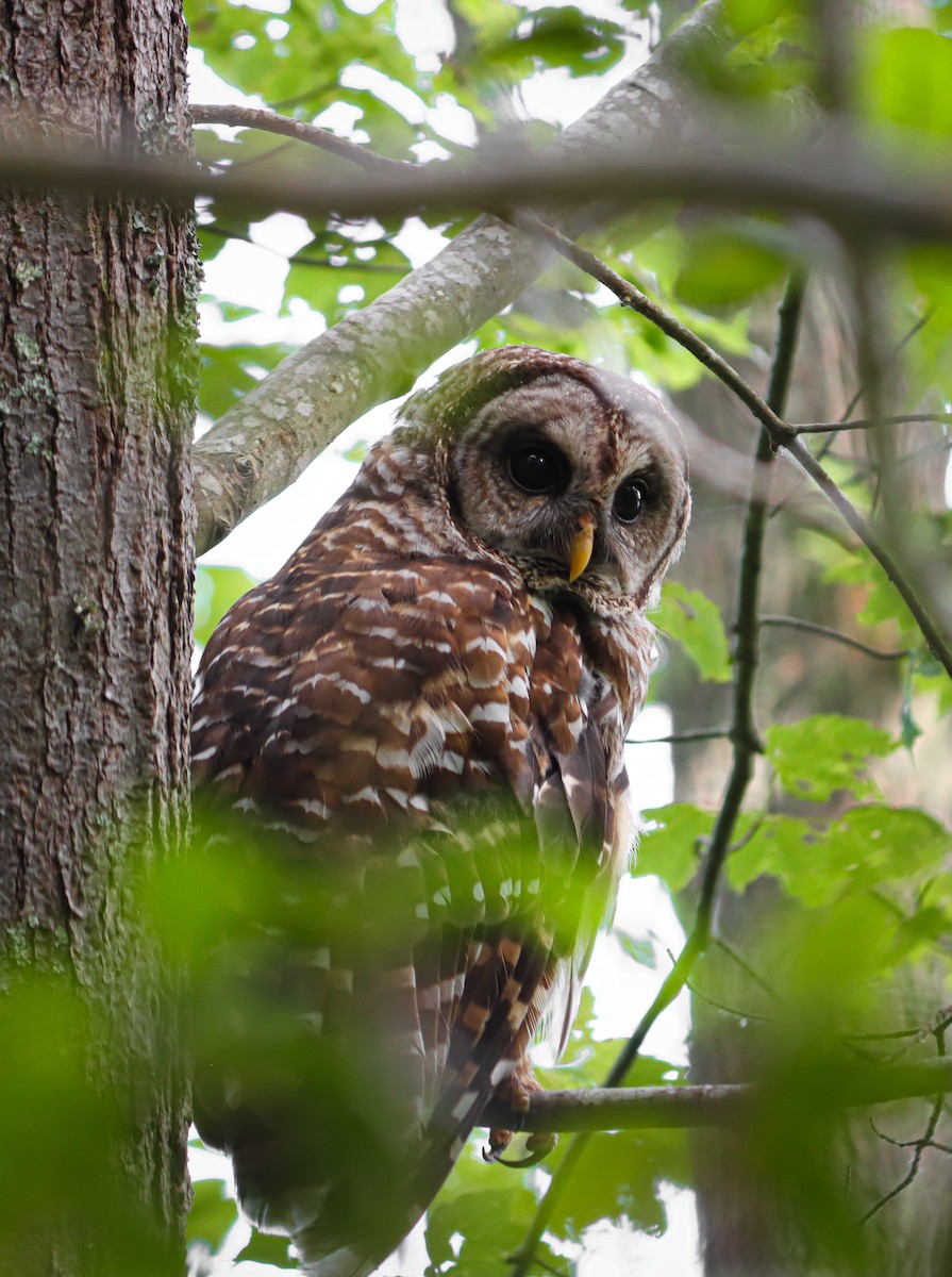 Barred Owl - ML620769491