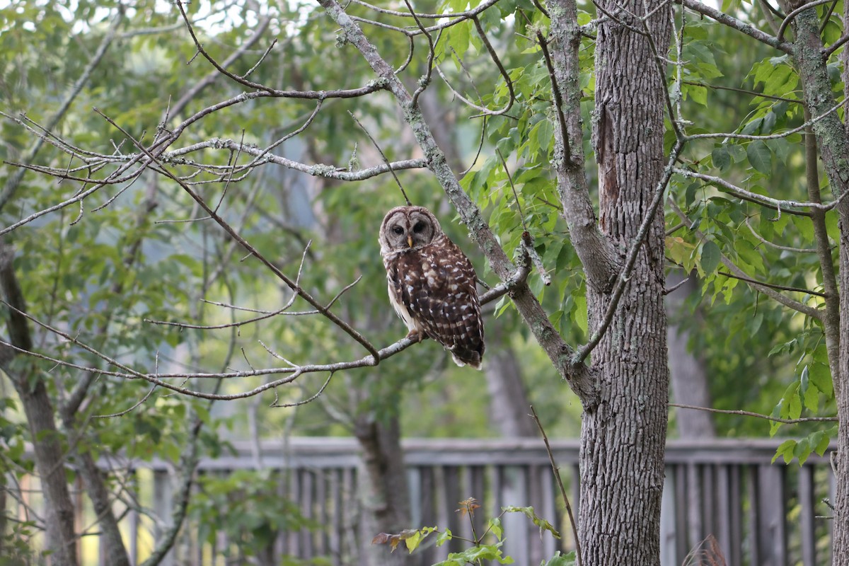 Barred Owl - ML620769492