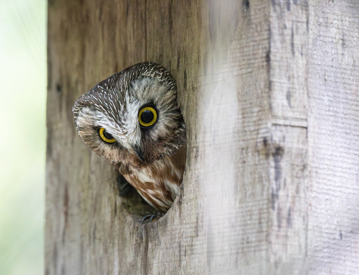 Northern Saw-whet Owl - ML620769502