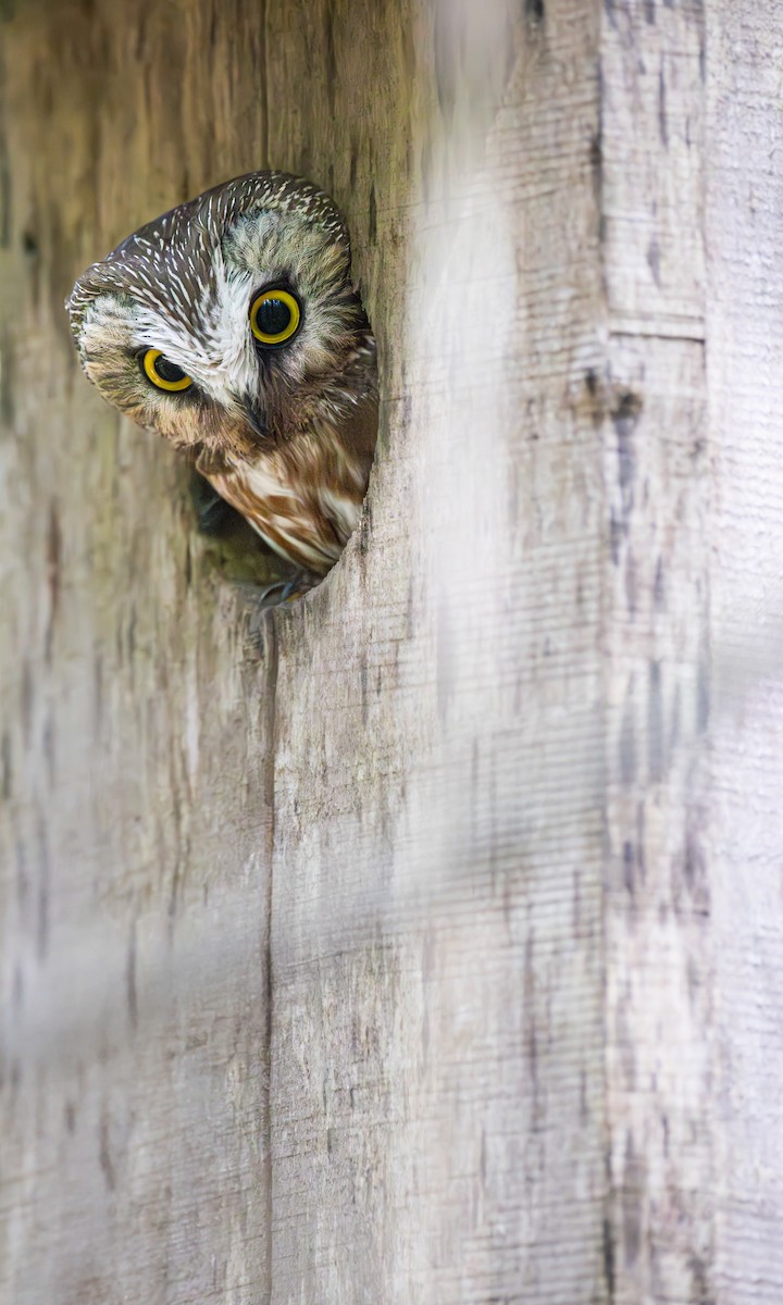 Northern Saw-whet Owl - ML620769505