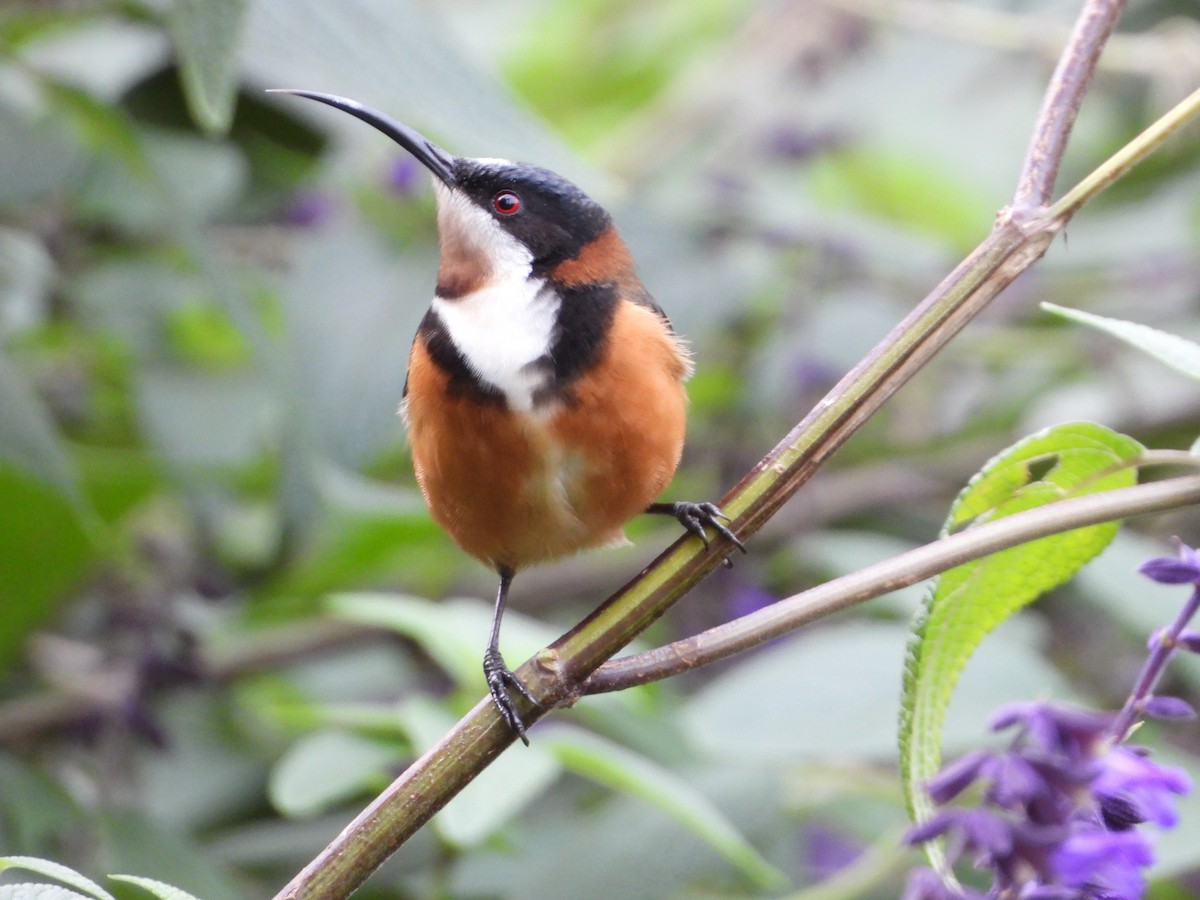 Eastern Spinebill - ML620769506