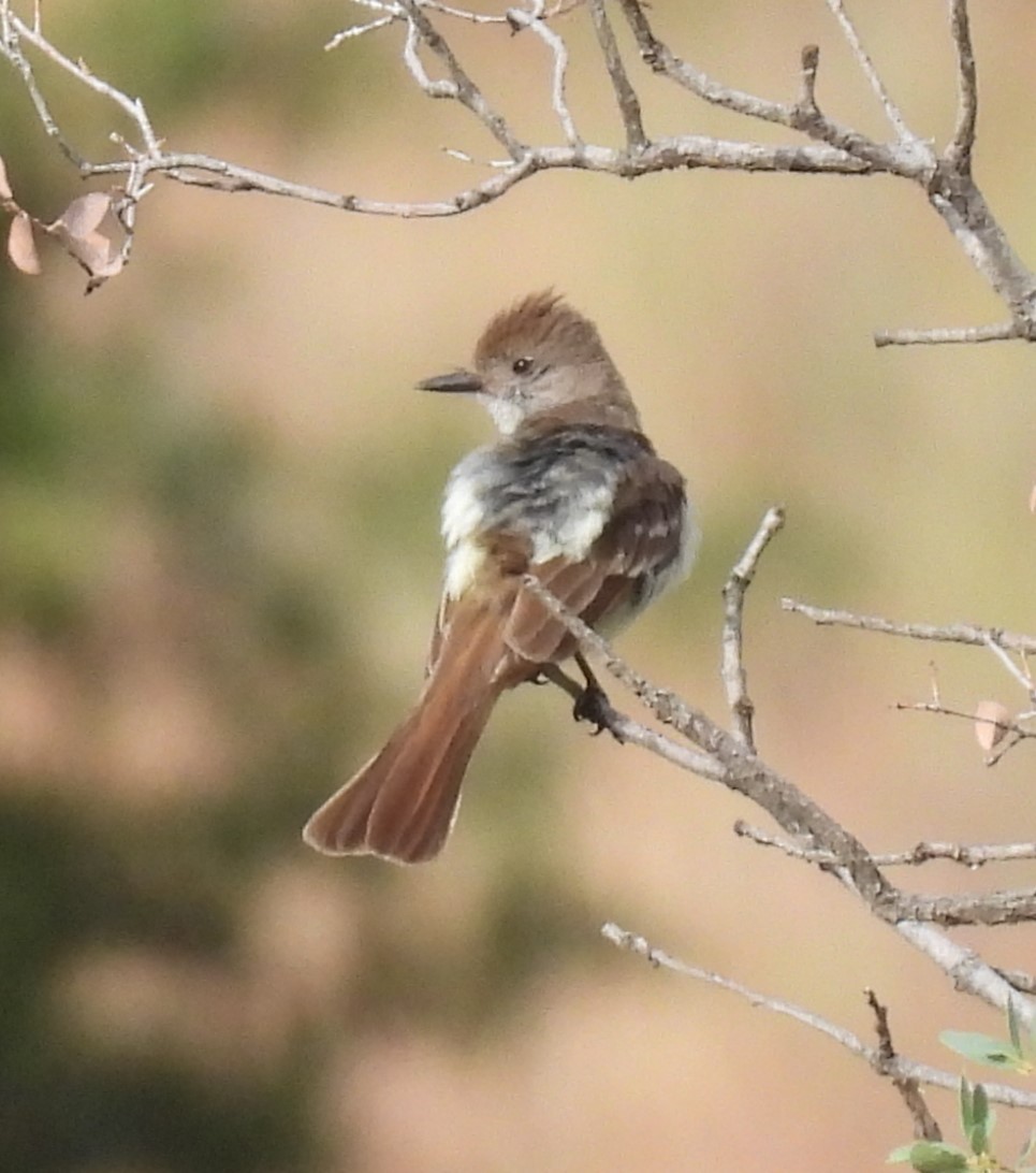 Ash-throated Flycatcher - ML620769509