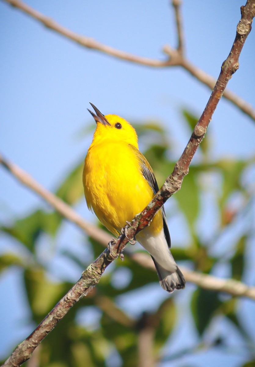 Prothonotary Warbler - ML620769515