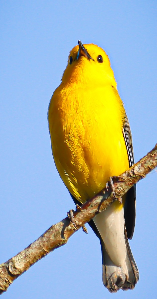 Prothonotary Warbler - ML620769516