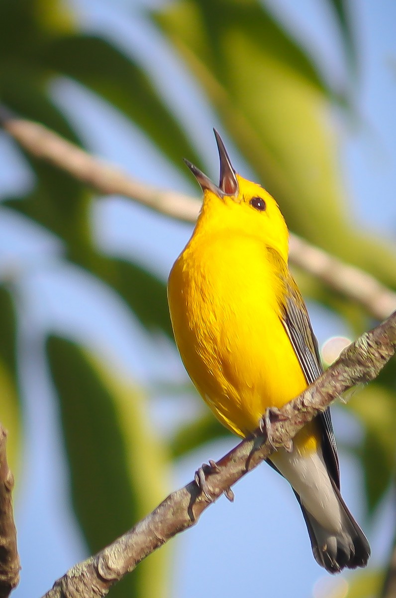 Prothonotary Warbler - William McKellar