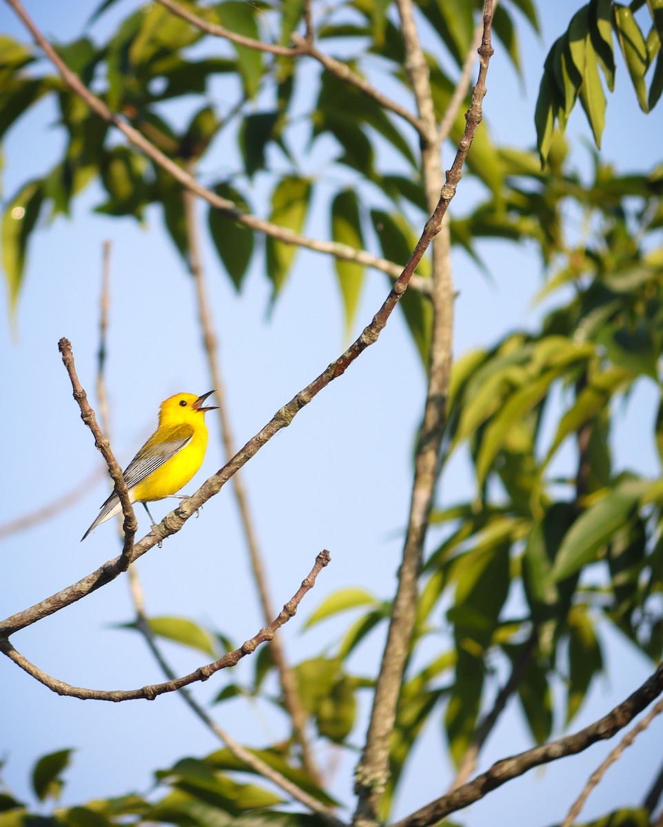Prothonotary Warbler - ML620769518