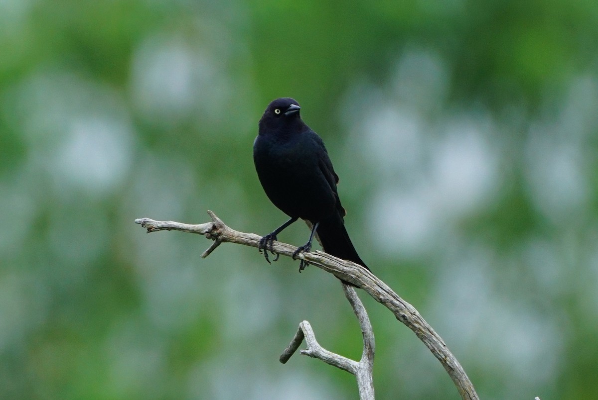 Brewer's Blackbird - Samuel Stankiewicz