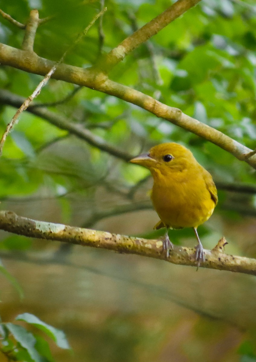 Summer Tanager - ML620769526