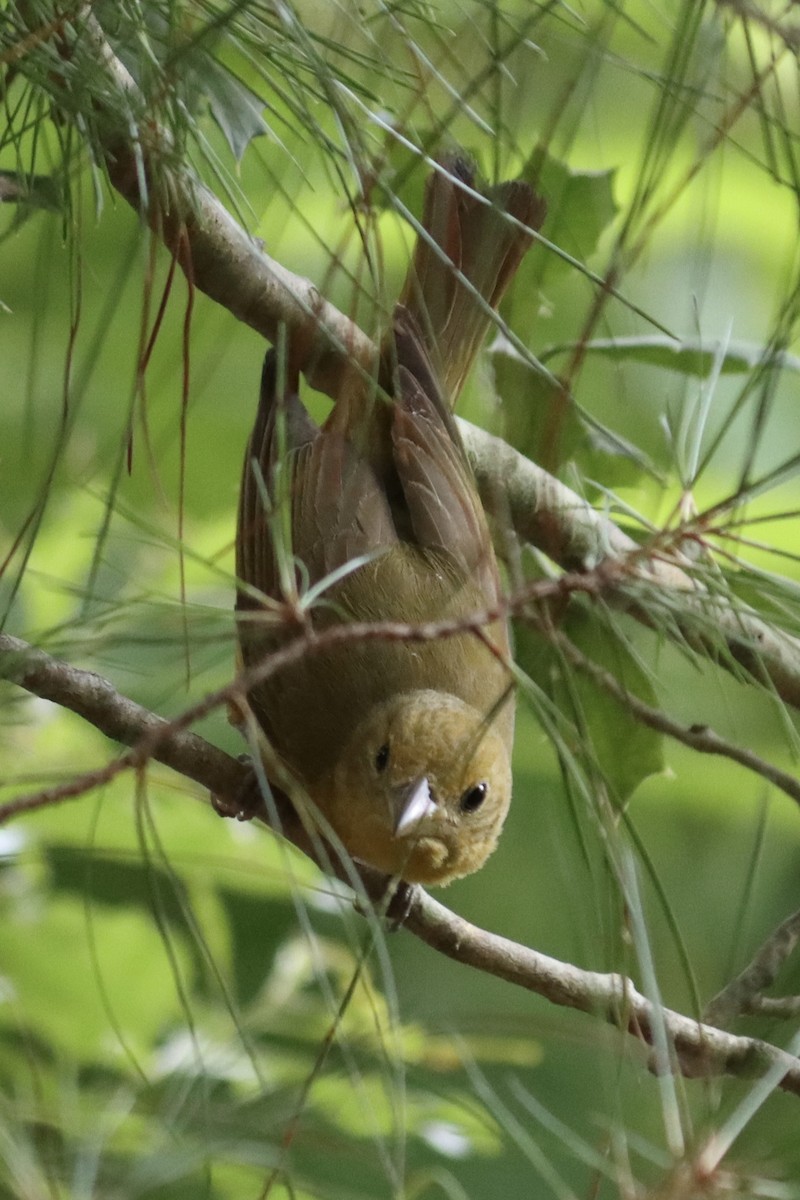 Summer Tanager - ML620769527