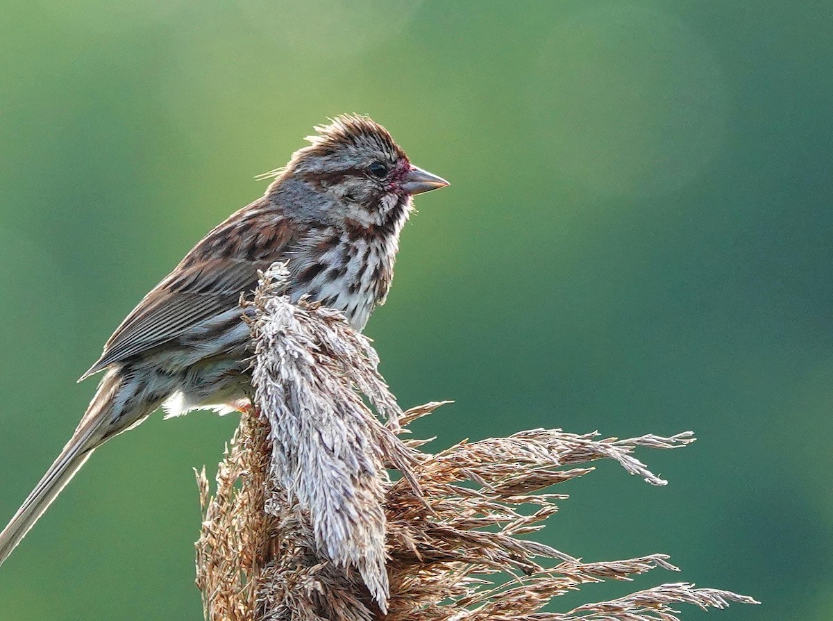 Song Sparrow - ML620769530