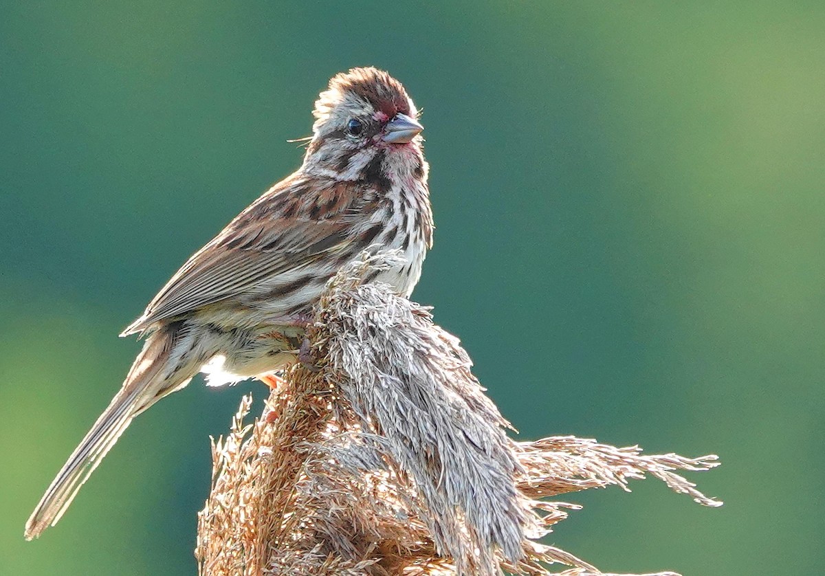 Song Sparrow - ML620769531