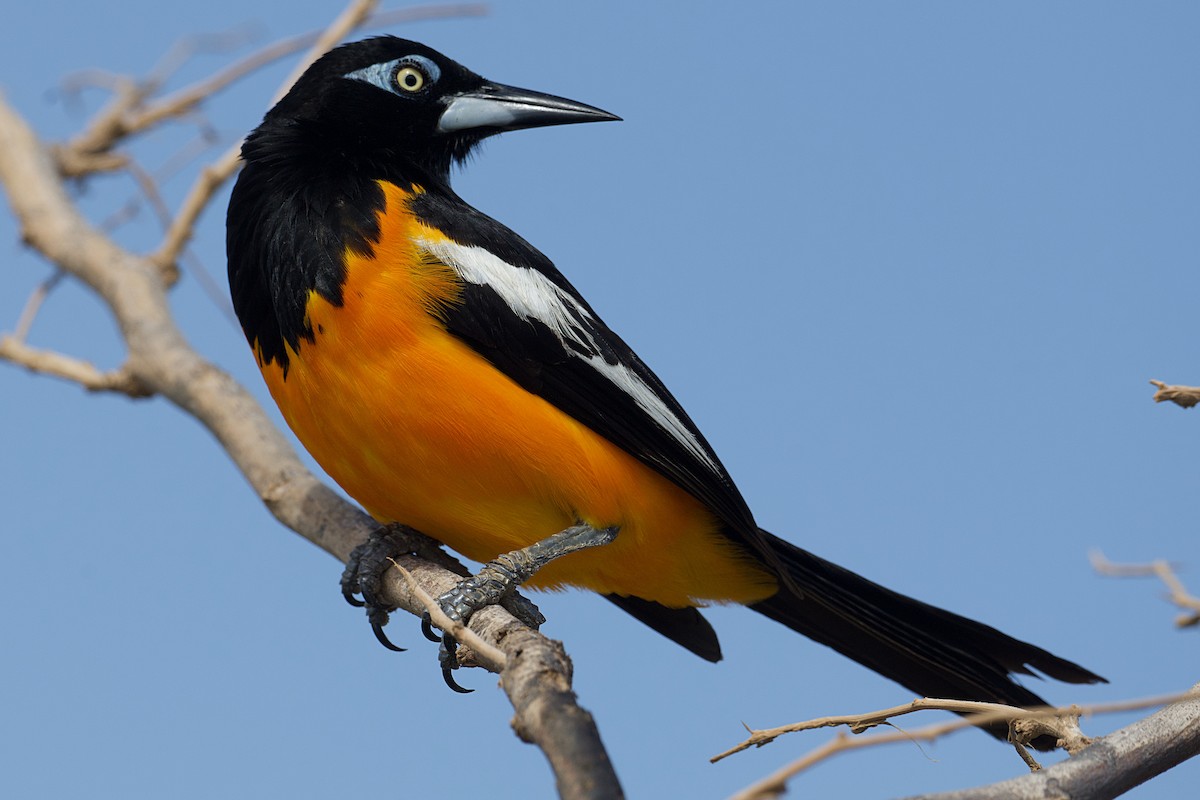 Venezuelan Troupial - ML620769532