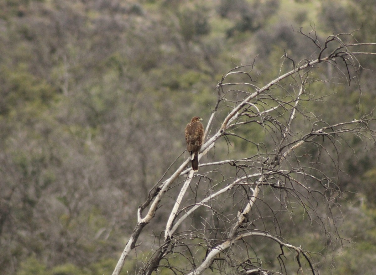 Harris's Hawk - ML620769533