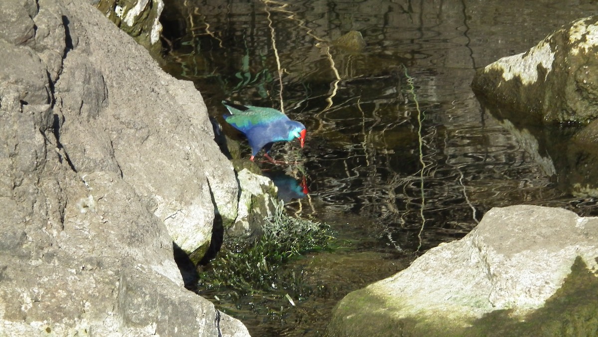 African Swamphen - ML620769534