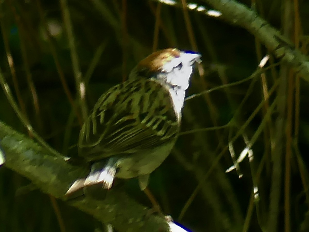 Chipping Sparrow - ML620769538