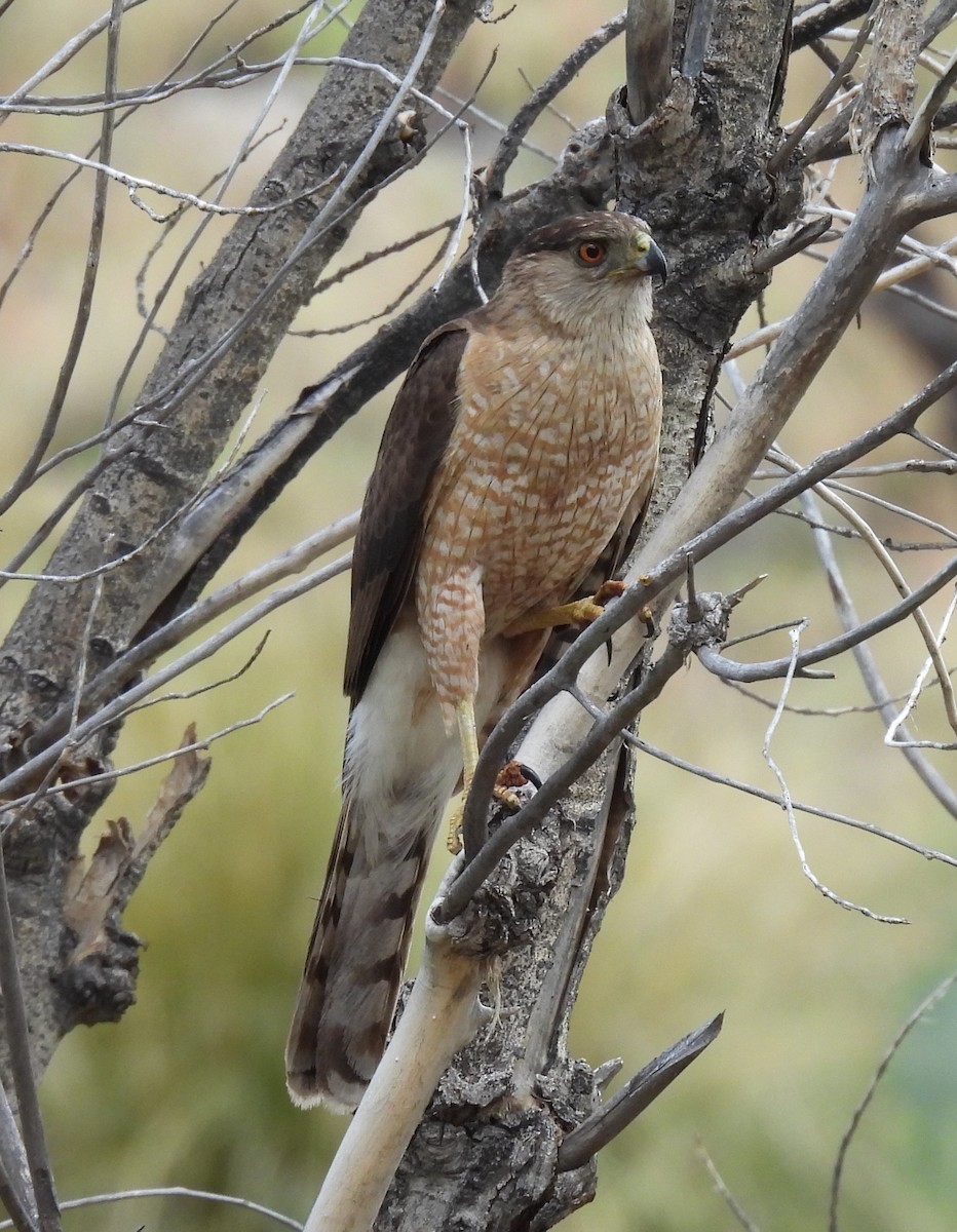 Cooper's Hawk - ML620769539