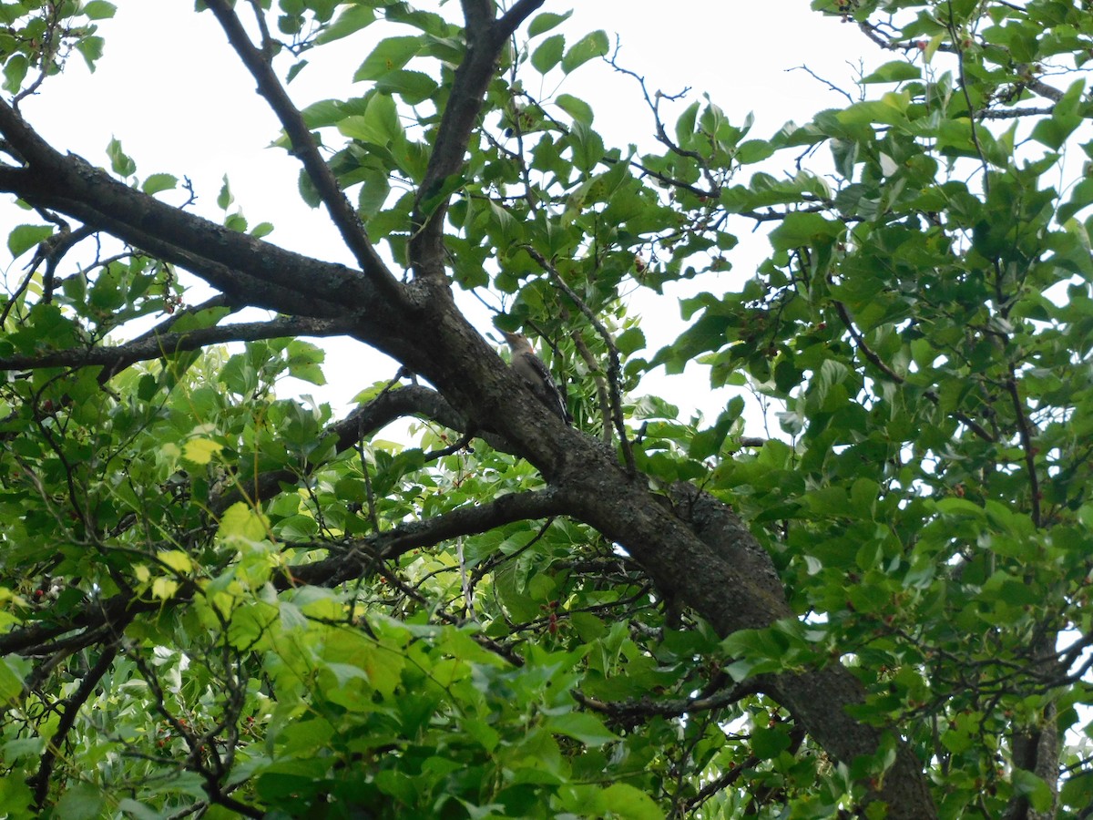 Red-bellied Woodpecker - ML620769542