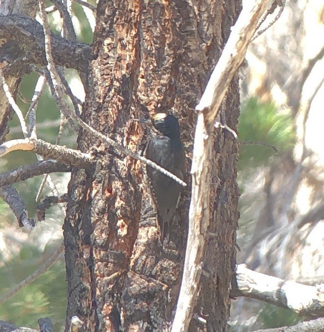 Black-backed Woodpecker - ML620769544
