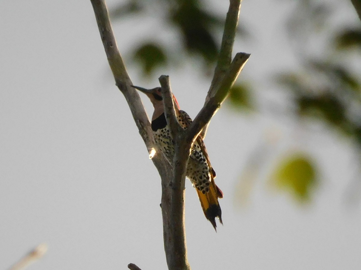 Altın Ağaçkakan (auratus/luteus) - ML620769549