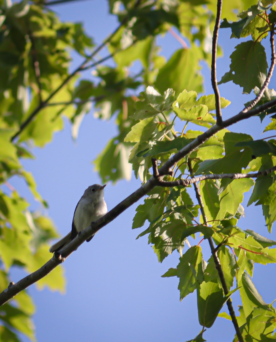 Blue-gray Gnatcatcher - ML620769551