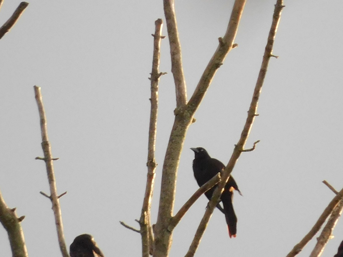 Common Grackle - ML620769552