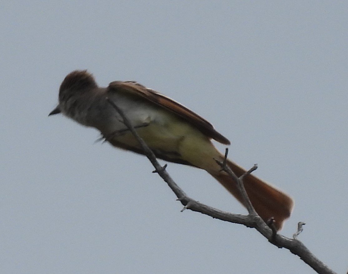 Ash-throated Flycatcher - ML620769554