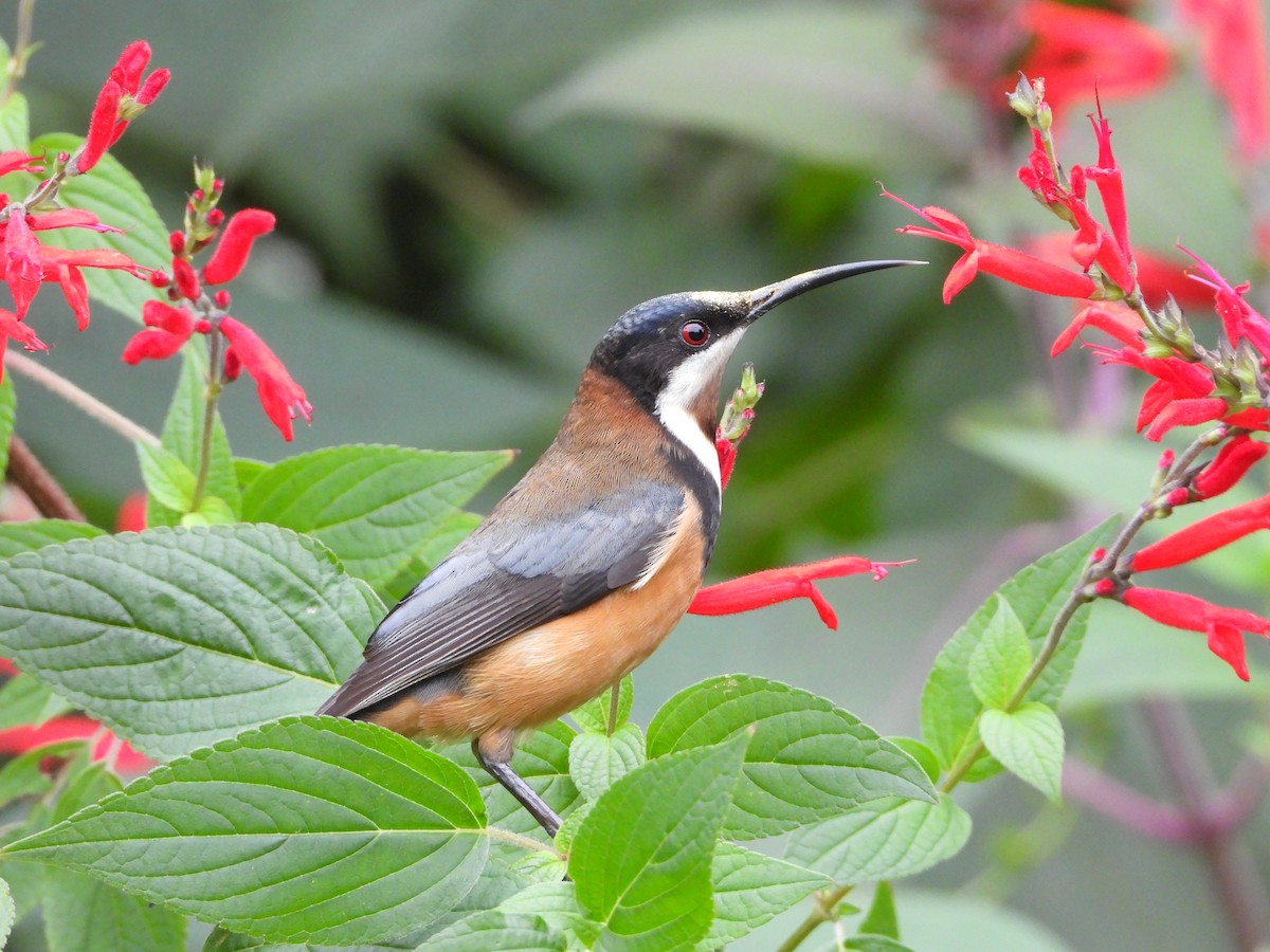 Eastern Spinebill - ML620769557