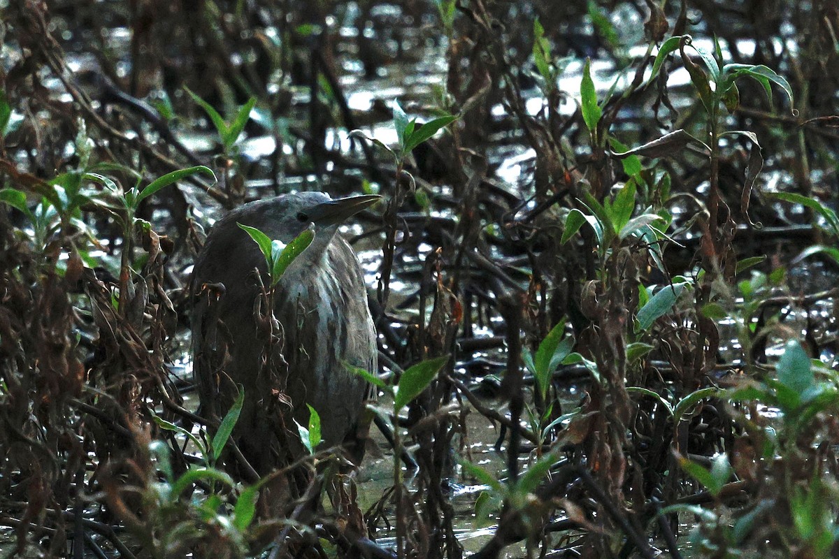 Australasian Bittern - ML620769558