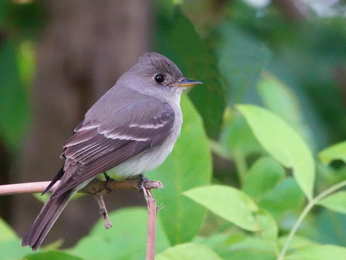 Eastern Wood-Pewee - ML620769563