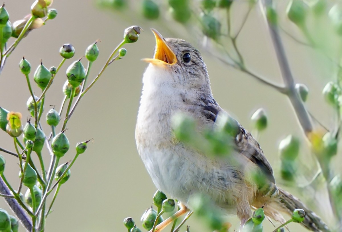 Sedge Wren - Evan Peterson