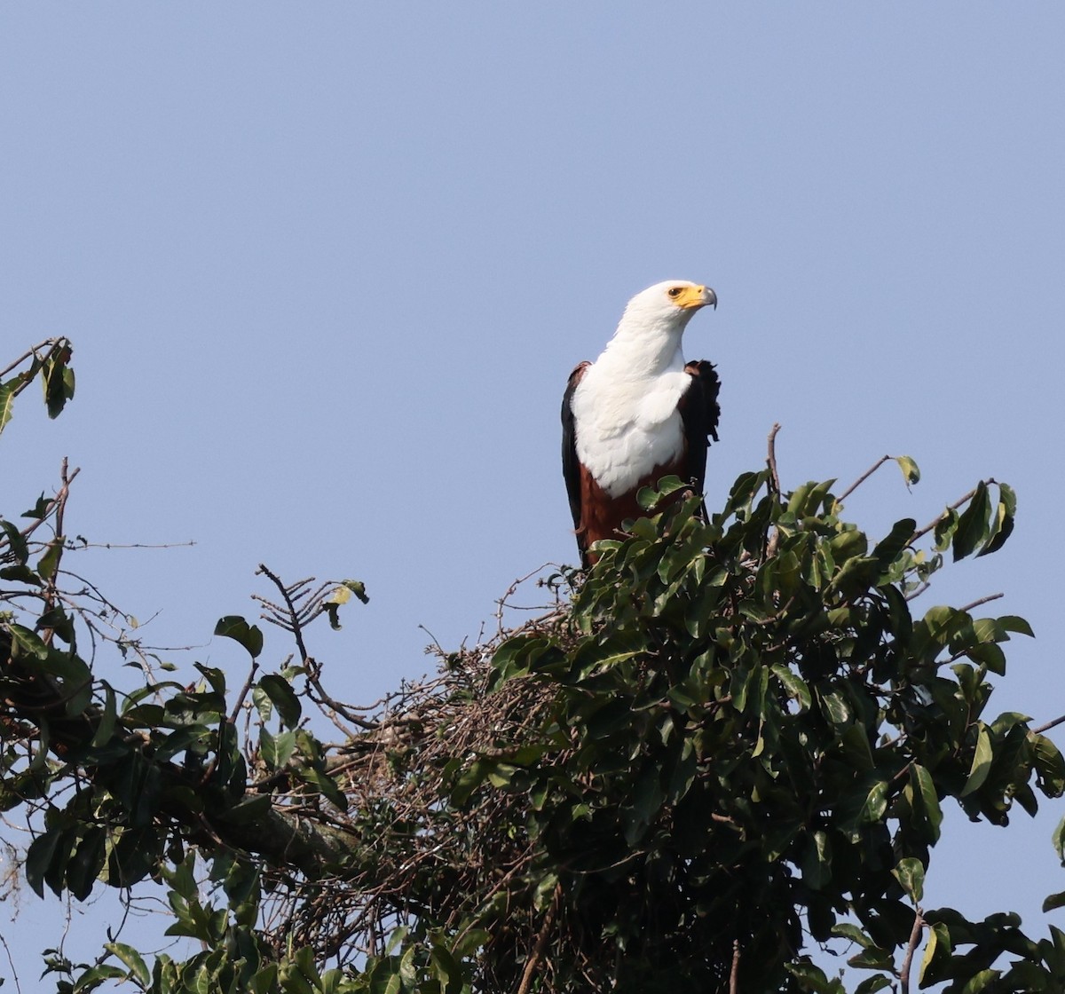 African Fish-Eagle - ML620769570