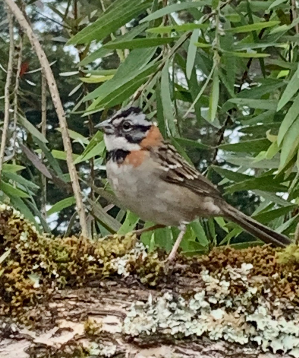 Rufous-collared Sparrow - ML620769572