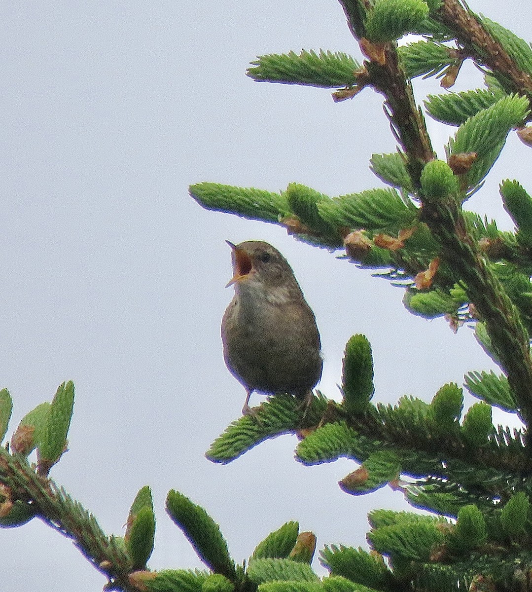 Winter Wren - ML620769574