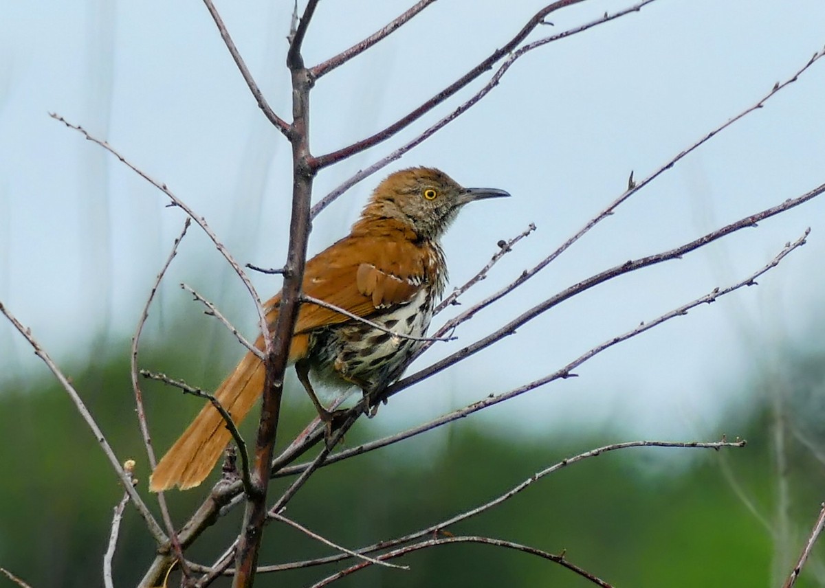 Brown Thrasher - Evan Peterson