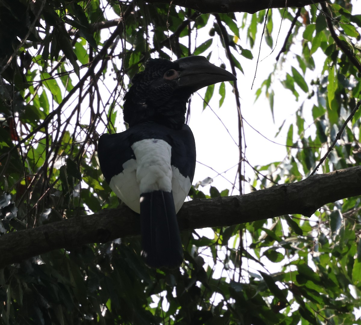 Black-and-white-casqued Hornbill - ML620769577