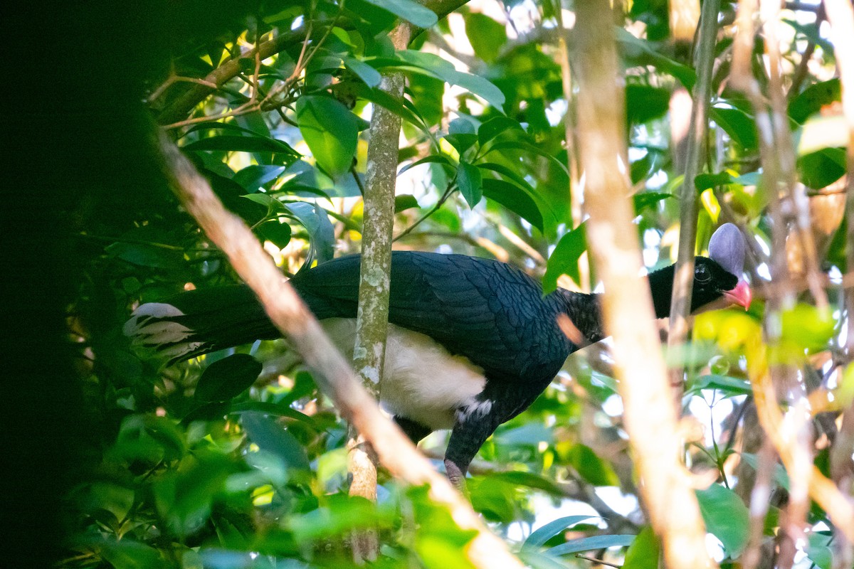 Helmeted Curassow - ML620769578