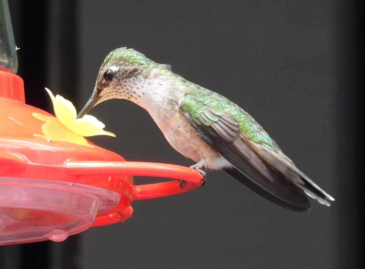 Broad-tailed Hummingbird - ML620769581