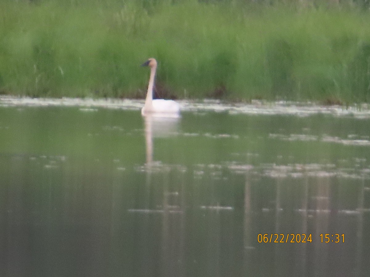 Cisne Trompetero - ML620769583