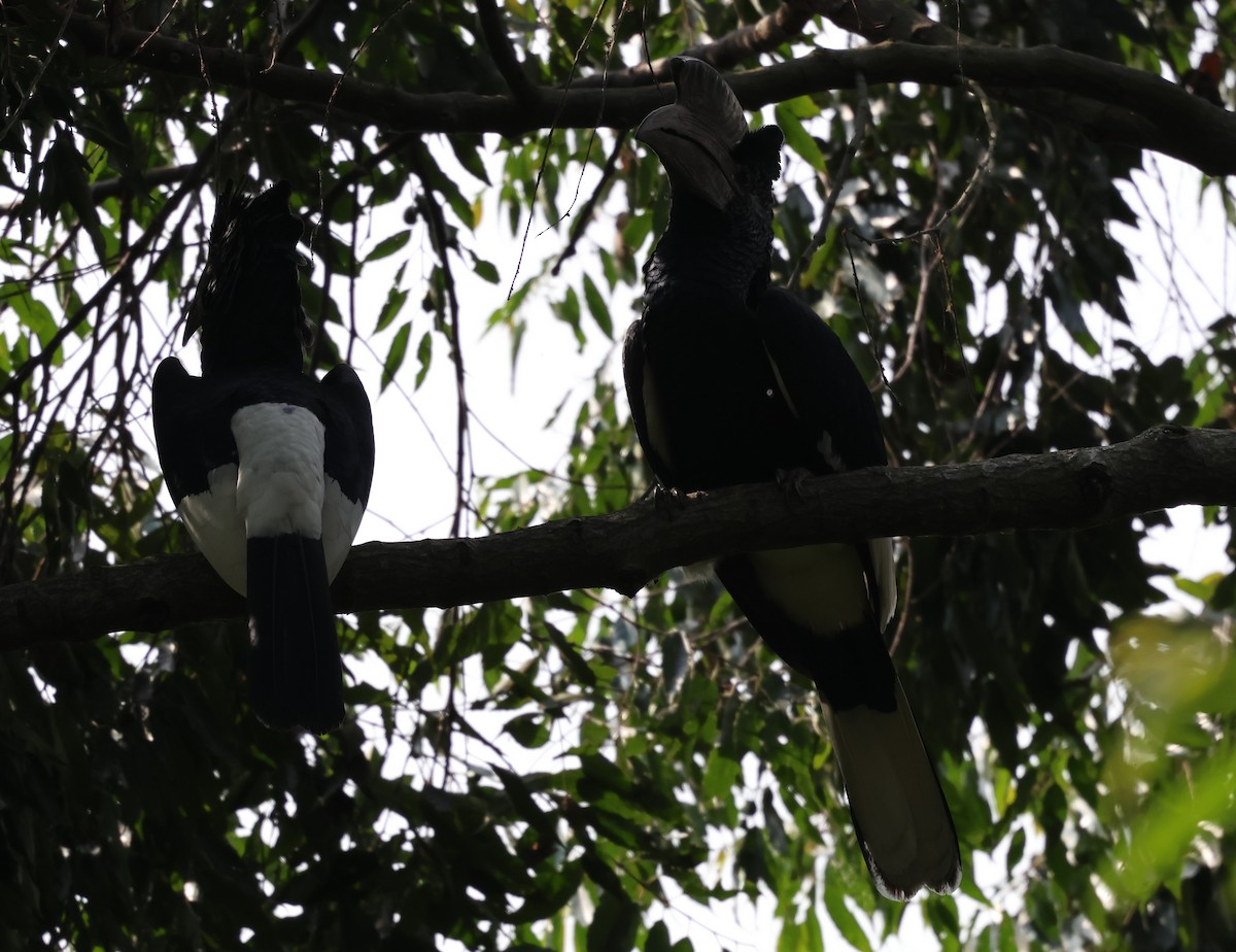 Black-and-white-casqued Hornbill - Michele Burnat