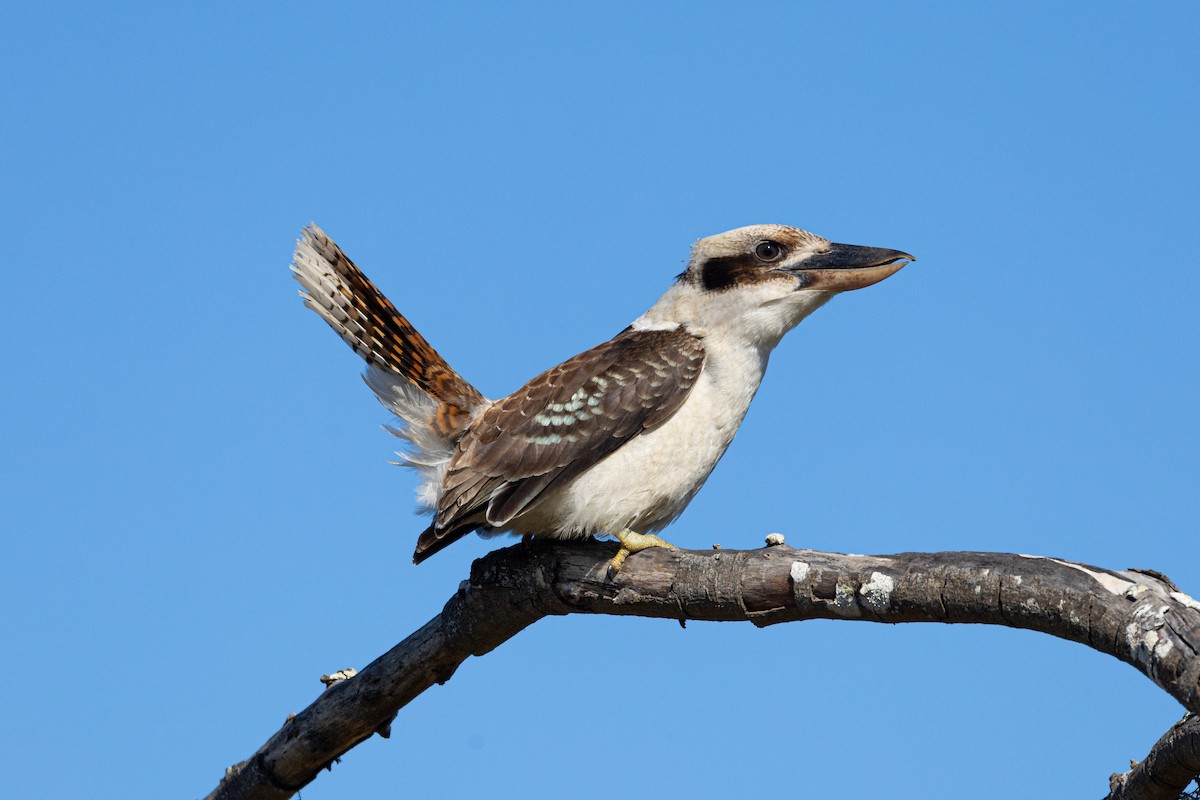 Laughing Kookaburra - Nathan Bartlett