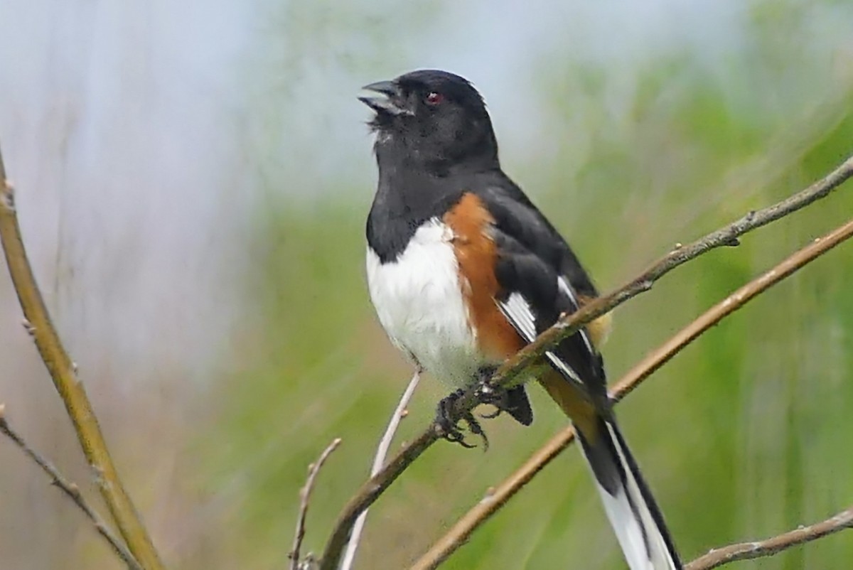 Eastern Towhee - Evan Peterson