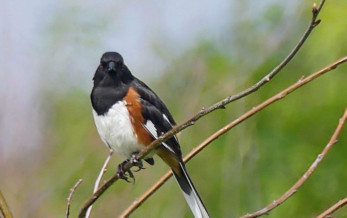 Eastern Towhee - ML620769587