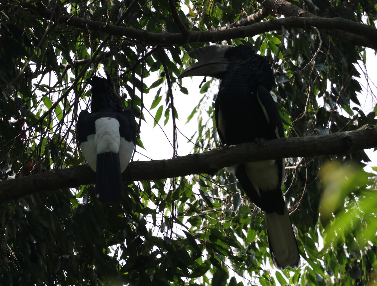 Black-and-white-casqued Hornbill - ML620769588