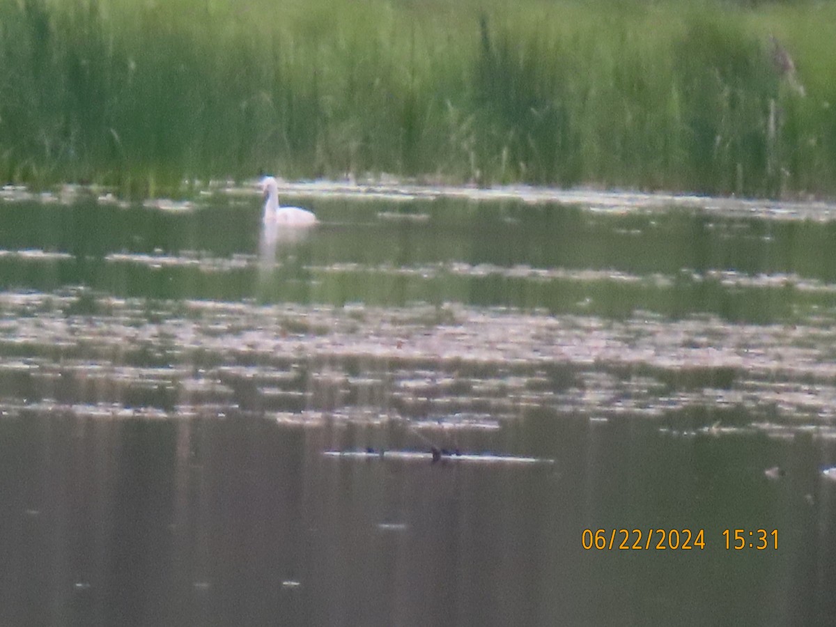 Trumpeter Swan - ML620769590