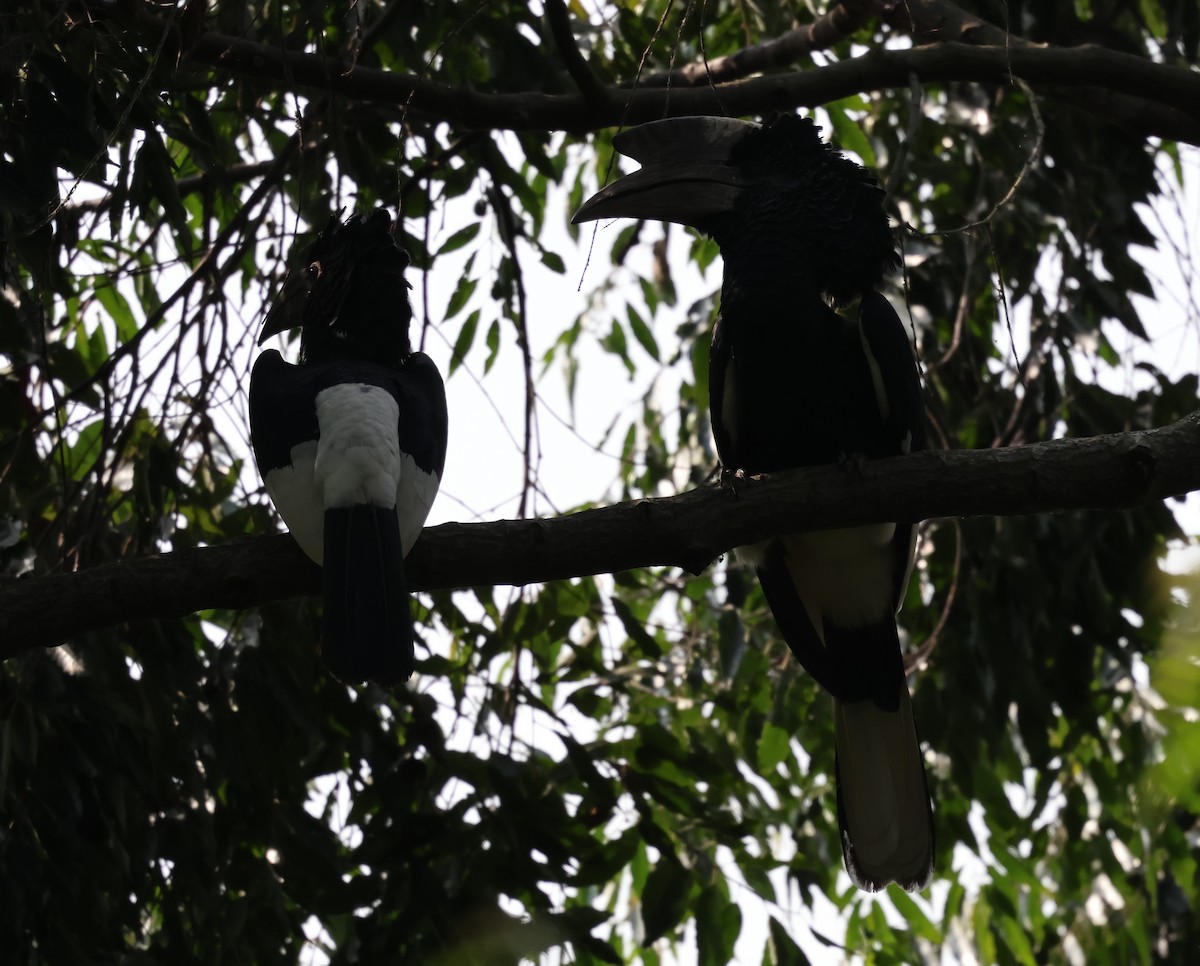 Black-and-white-casqued Hornbill - ML620769593