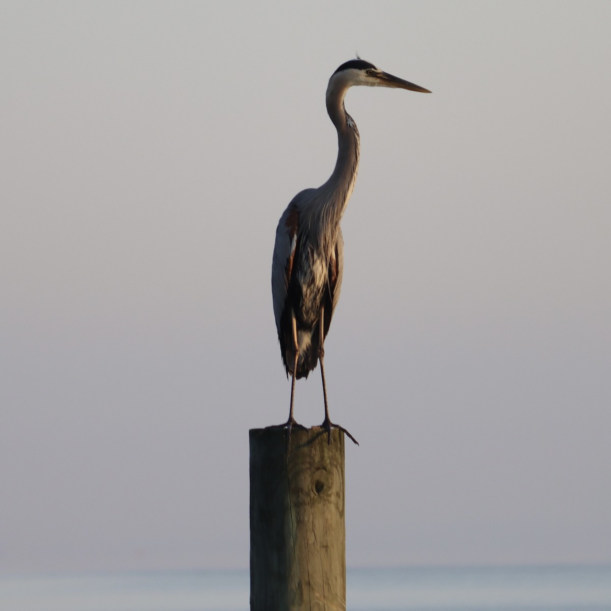 Great Blue Heron - ML620769596