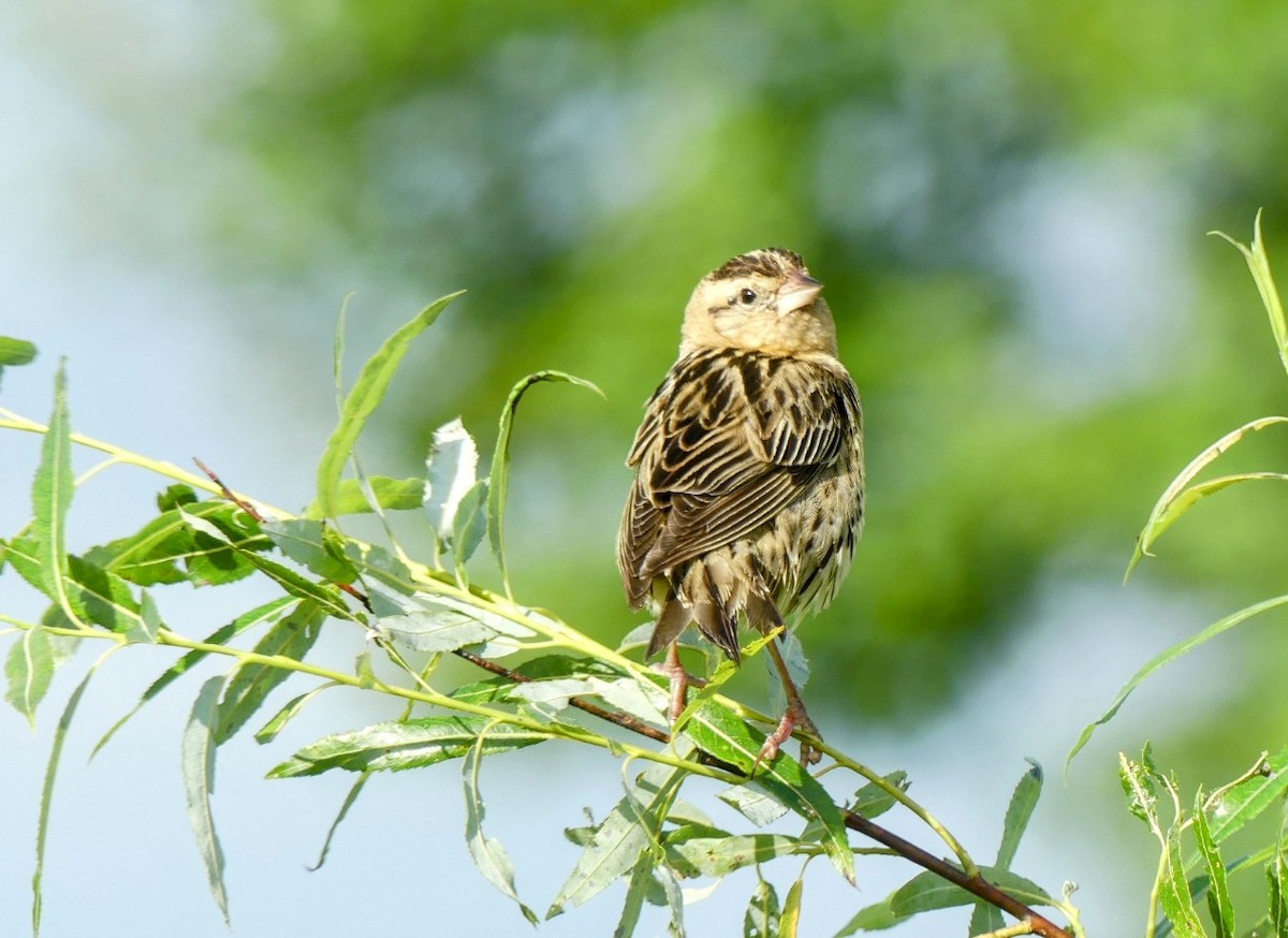 bobolink americký - ML620769598