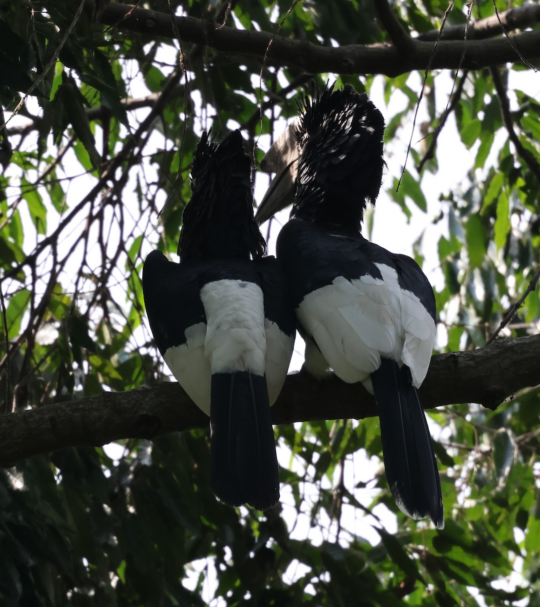 Black-and-white-casqued Hornbill - ML620769599